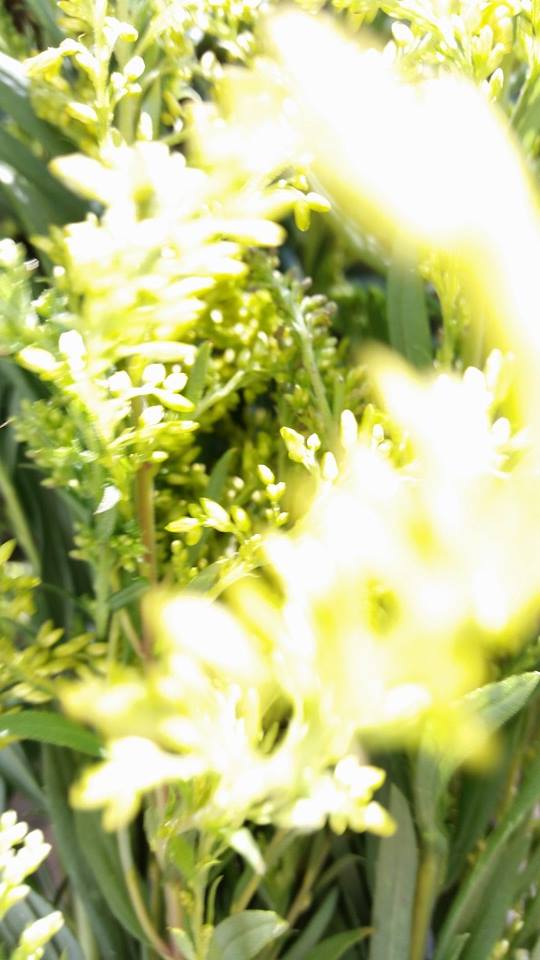 10649457_393680234119389_4982367288001549256_n