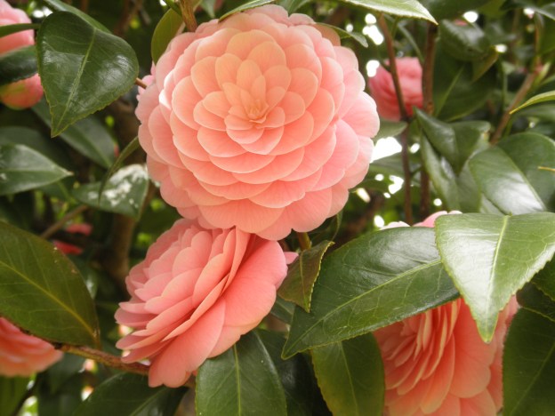 OLYMPUS DIGITAL CAMERA